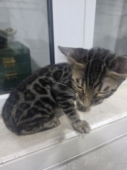 Bengal mushigi sotiladi 2 oylik Продайотся бенгальская  2 месяца