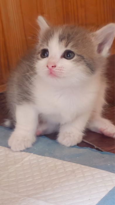 Отдам котят в добрые руки