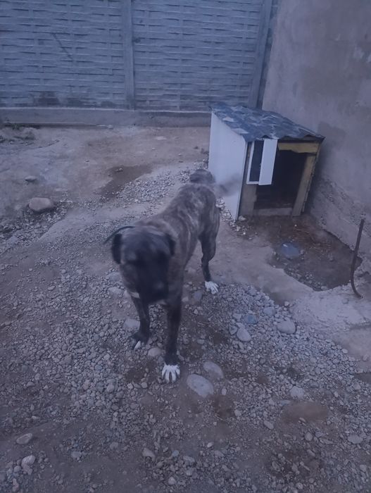 Алабай линя қарабас