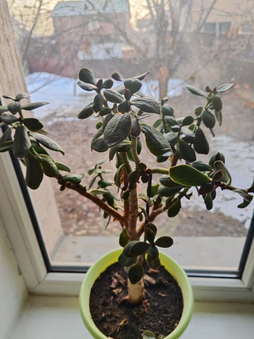 Комнатные растения