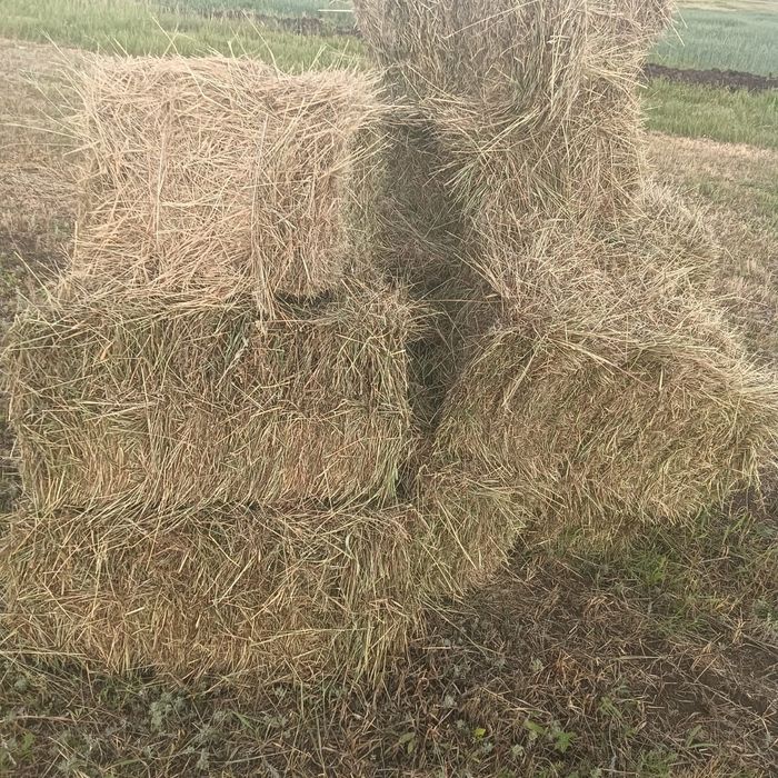 Сено Тюки квадратные