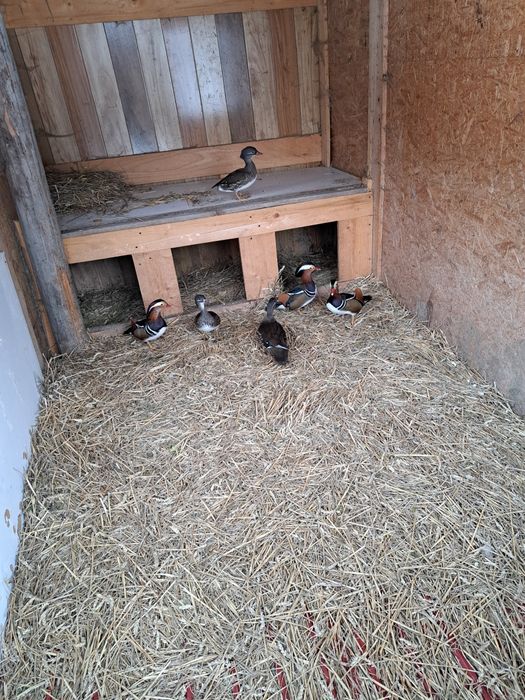 Vând rațe Mandarin