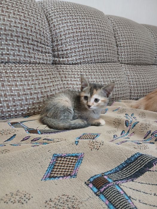 Отдам котят в добрые руки!