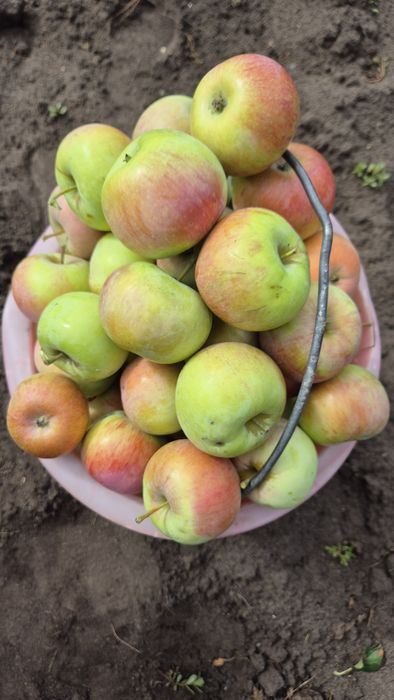 Продам яблоки, сочные, твёрдые не червивые