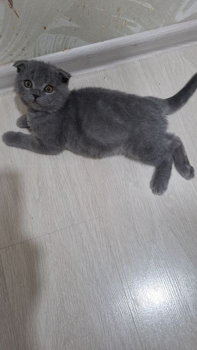 Продам трёхмесячного вислоухого пепельного котёнка