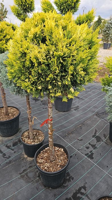 Cupressocyparis leylandii  - Photinia red robin  -