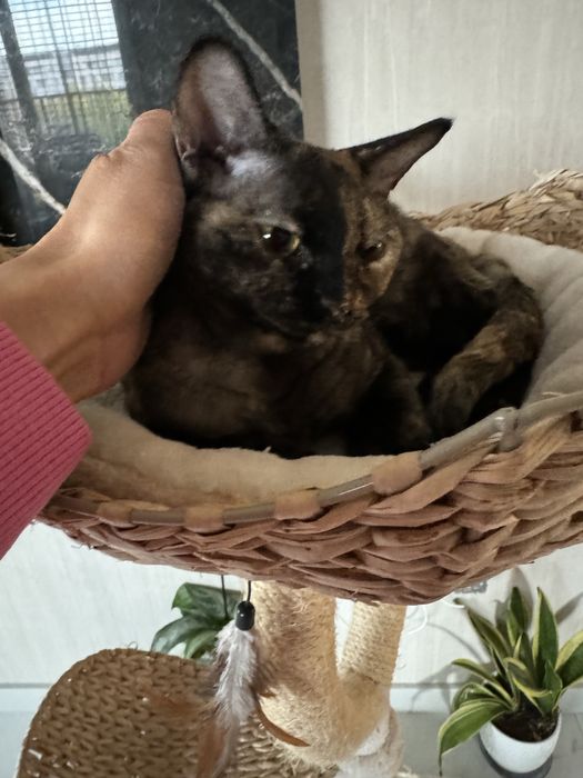 Котка,  devon rex