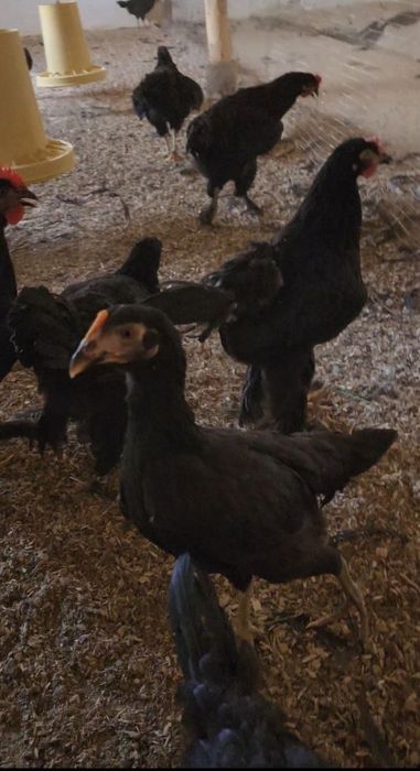 Yalangoch xotinlarning seksual fotosuratlari