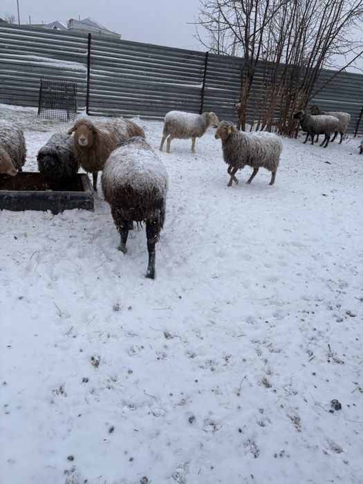 қозылы қой малдануға баран кой романовский