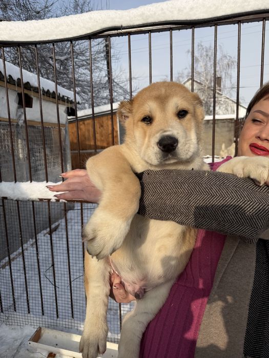 Продаются щенки алабай
