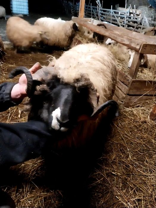 Vand berbec stramior