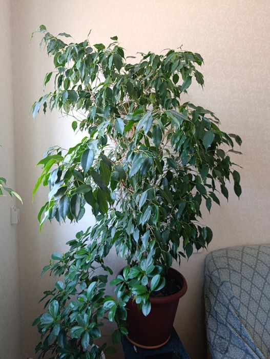 Комнатное растение