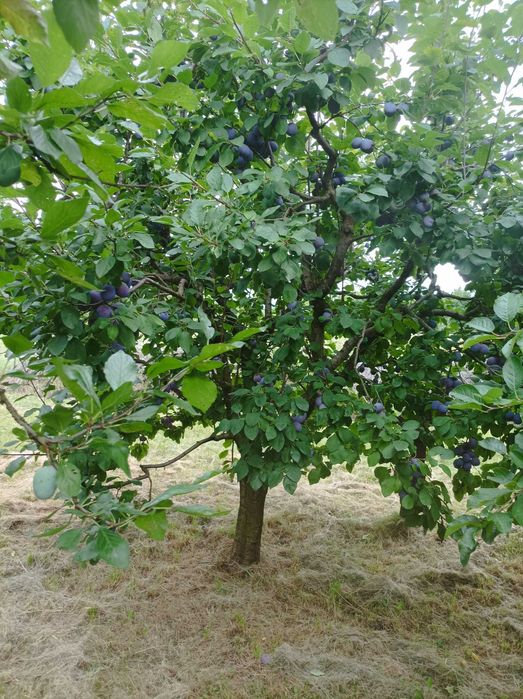 Prune de vanzare