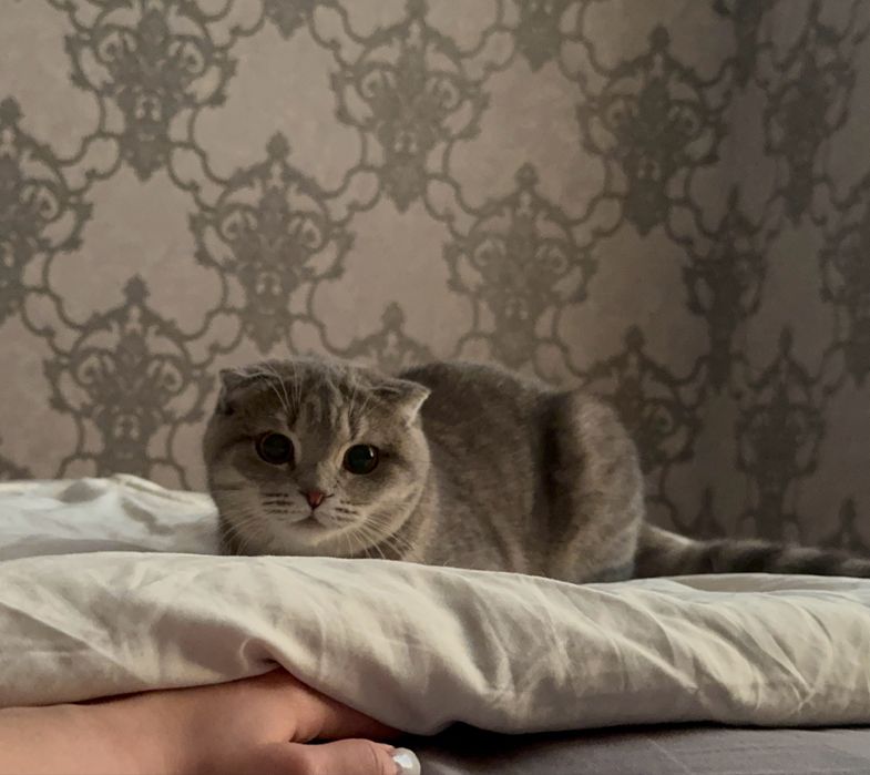 Скоттиш фолд и Скоттиш страйт