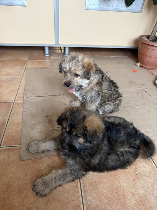 Catelusi spre adoptie
