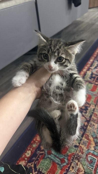 Девочка , приучена к лотку.