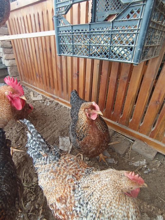 Belifeldir tuxumlariga zakaz olamiz 15 min