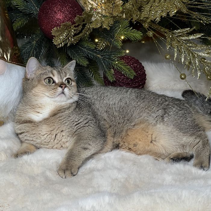 Девочка золотого окраса