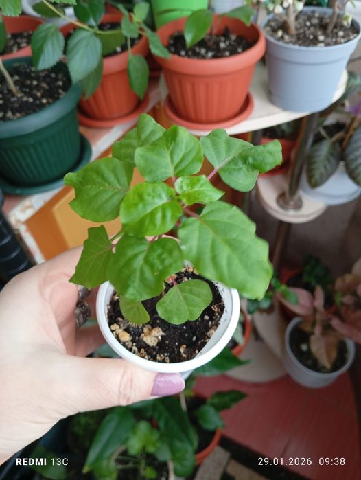 Продам отростки, суккуленты