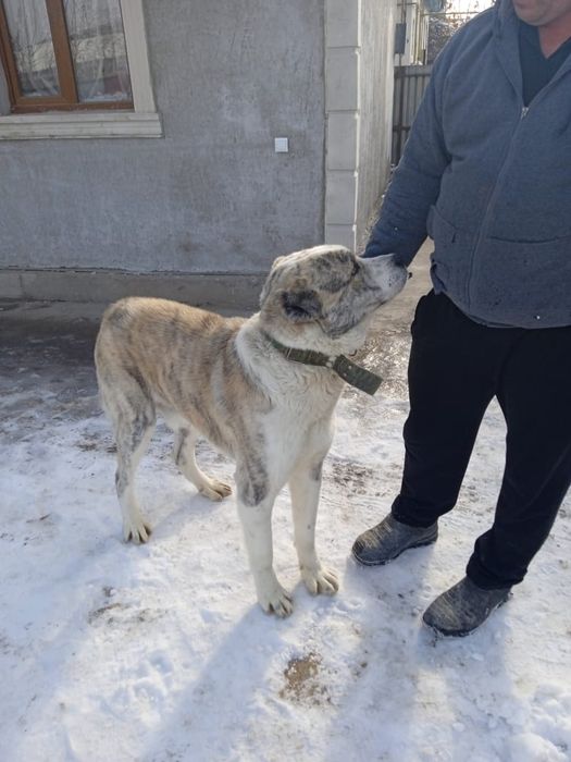 Вязка кобель Тобет