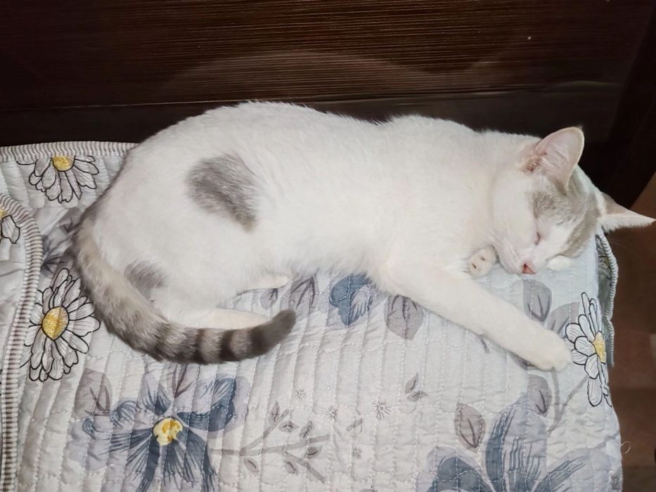 Стерелизованная .кошечка 8 месяцев.  Ищет дом