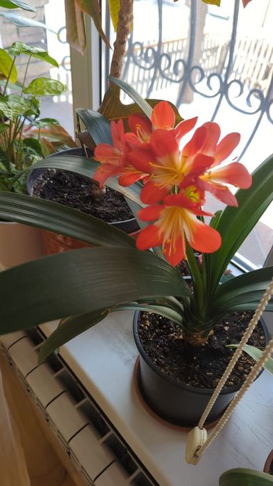 Цветы комнатные ...