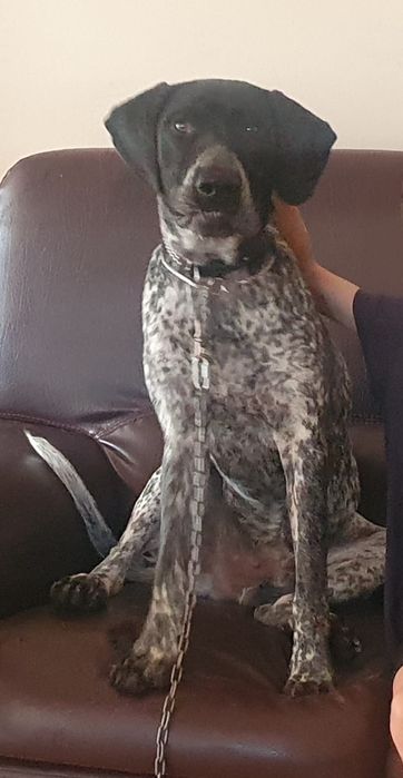 Adopție câine brac german