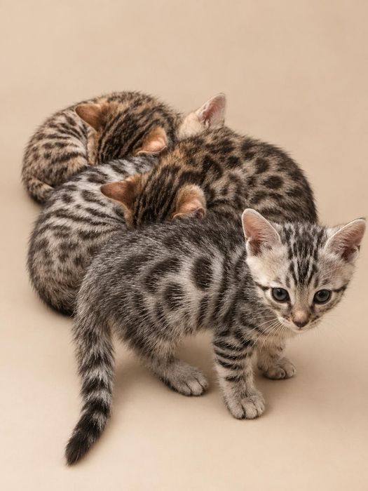 Бенгальские котята