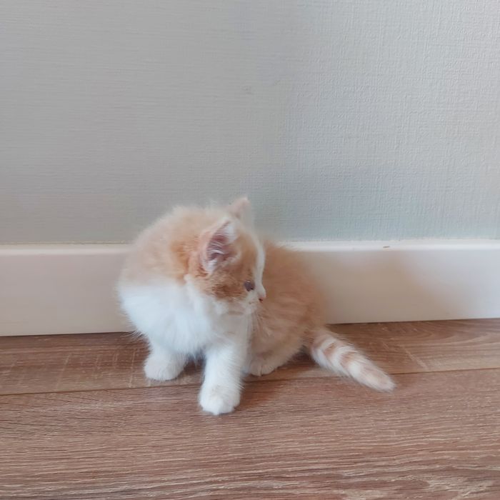 Котёнок-девочка  в добрые руки
