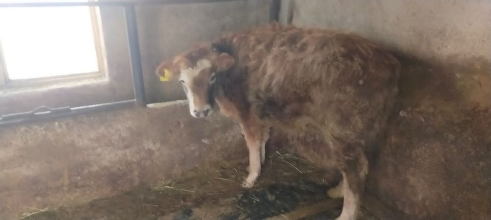 Продам два бычка по 10 месецев