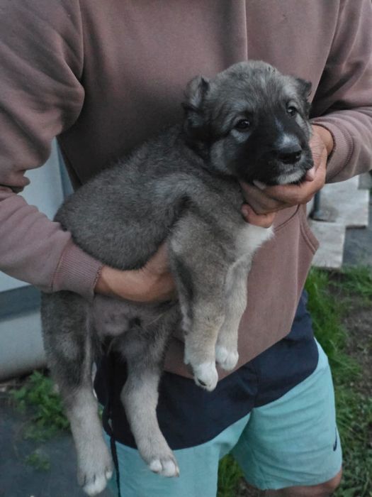 Щенки алабая 1.5 месяца