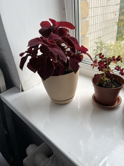 Комнатные растения, для дома