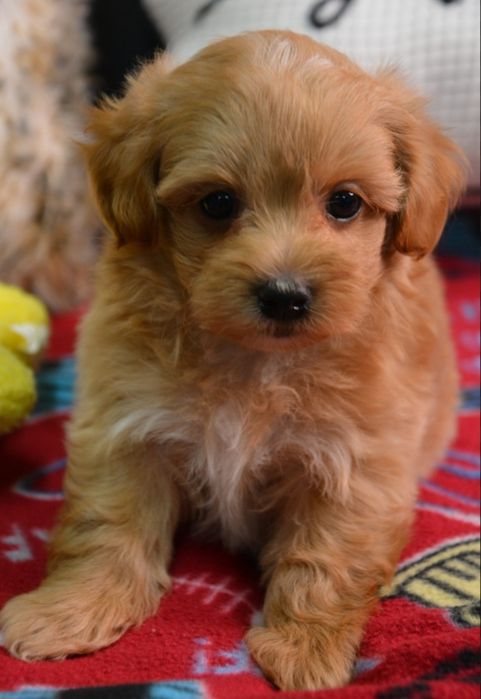 Maltipoo cu pedigree