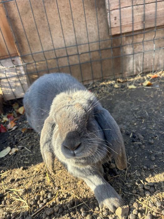 Vand iepurași berbec german