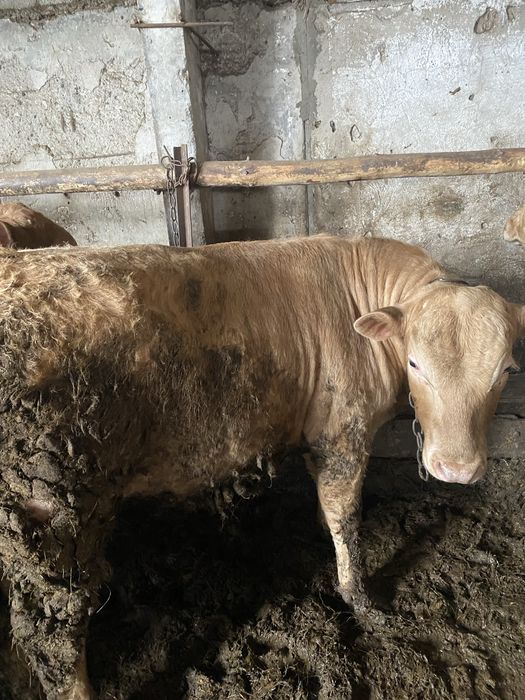 Бычки аулекольской проды