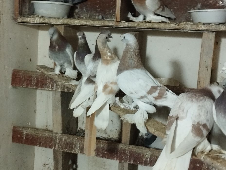 Продам голубя пискуна тасман гребля игра есть