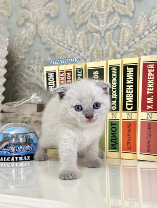 Котята вислоухие