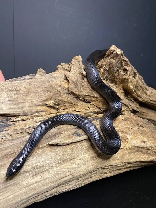 Королевская змея