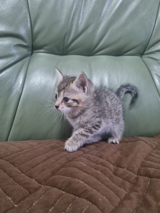 Отдам котят в хорошие руки