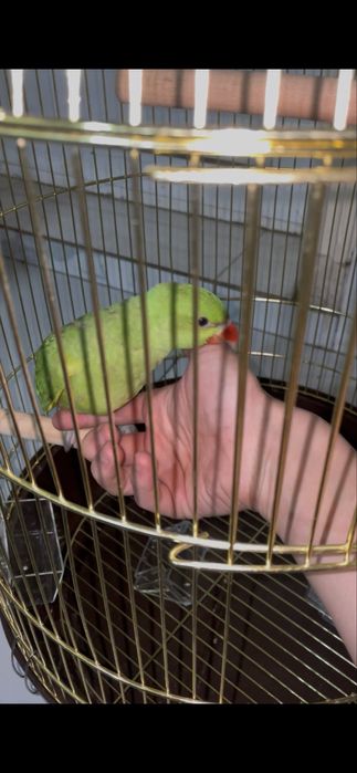 Ручной попугай ажрелла