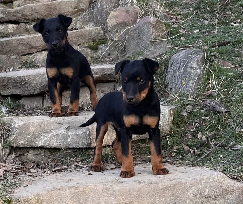 Ягдтериер кученца