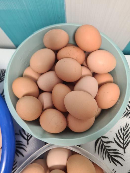 Oua de găină  proaspete!
