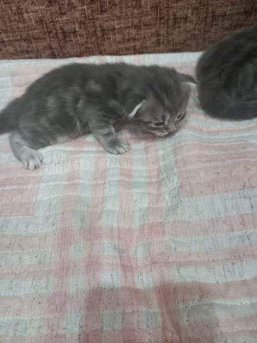 Шотландские котята