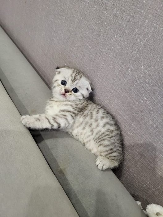 Скоттиш Фолд.  Девочки и Мальчики.