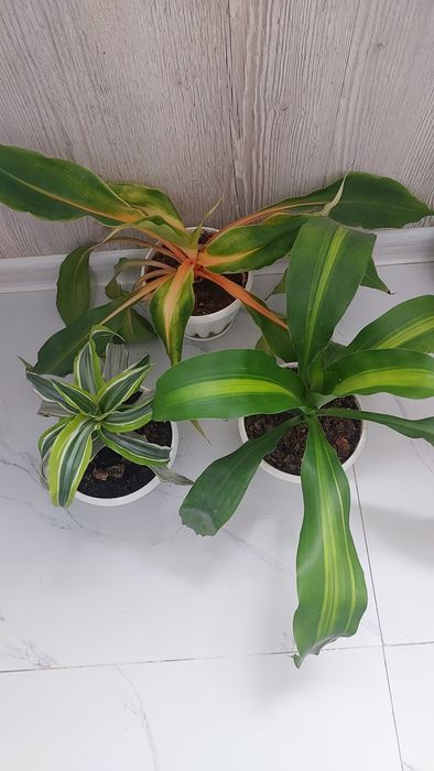 Комнатные растения.