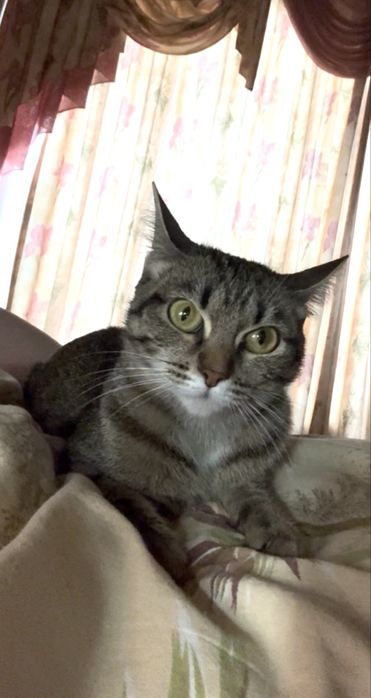 Кошка молодая стерилизованная