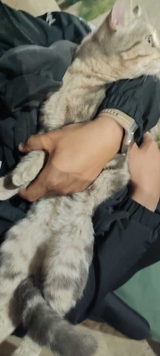 Кот в добрые руки