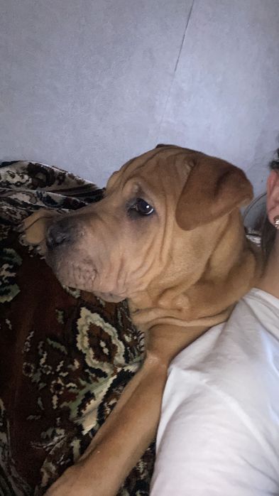 Шарпей, с родословной