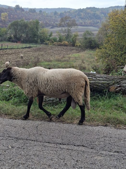 Vând oi, miele, berbec