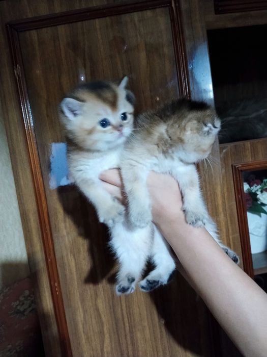 Золотая шиншилла